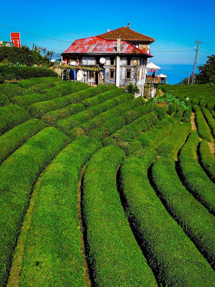 YILBAŞI ÖZEL KARADENİZ BATUM TURU