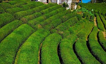 YILBAŞI ÖZEL KARADENİZ BATUM TURU